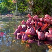 pianta carnivora gigante