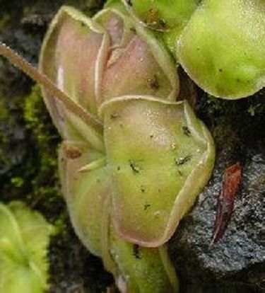 Pinguicula moranensis