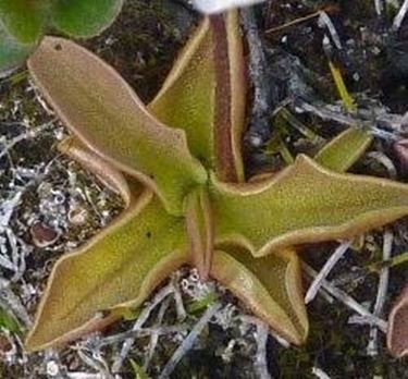 Pinguicula alpina