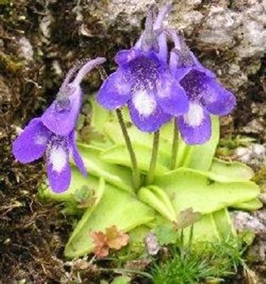 Pinguicula leptoceras