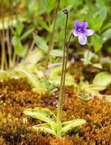 Pinguicula vulgaris