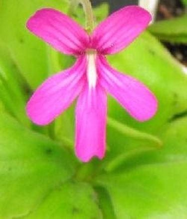 pinguicula