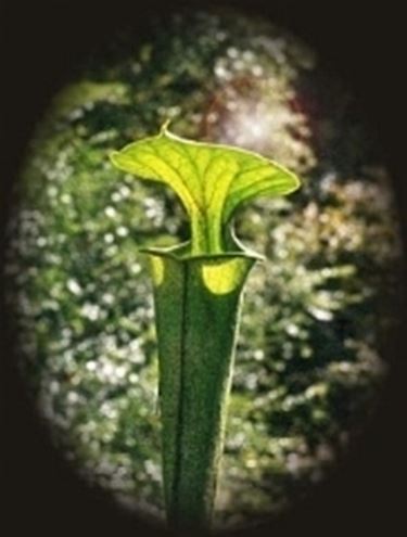 Sarracenia