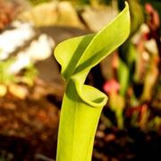 sarracenia flava