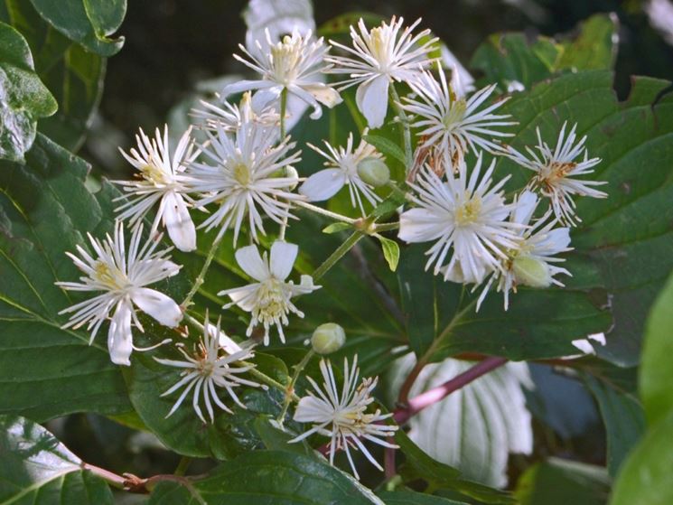 Clematis vitalba