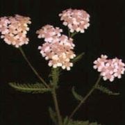 achillea