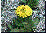 Calendula