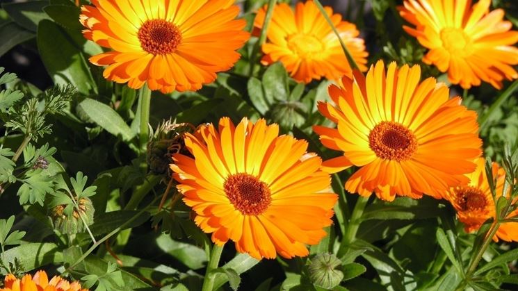 calendula