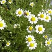 anthemis nobilis