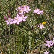 centaurium erythraea