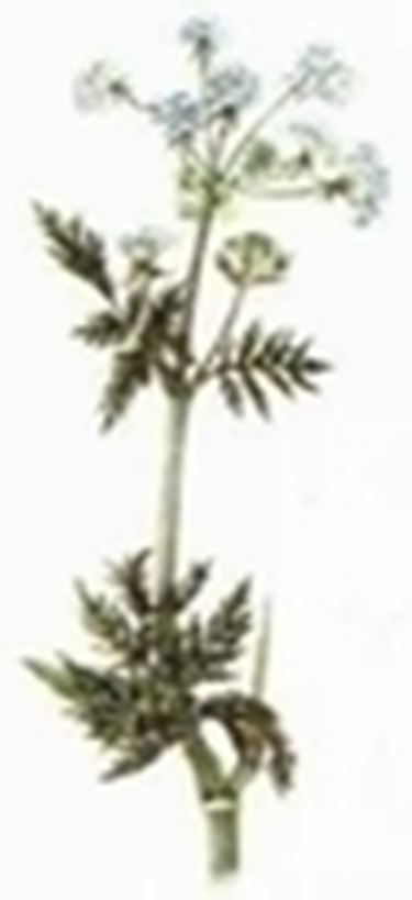 cerfoglio
