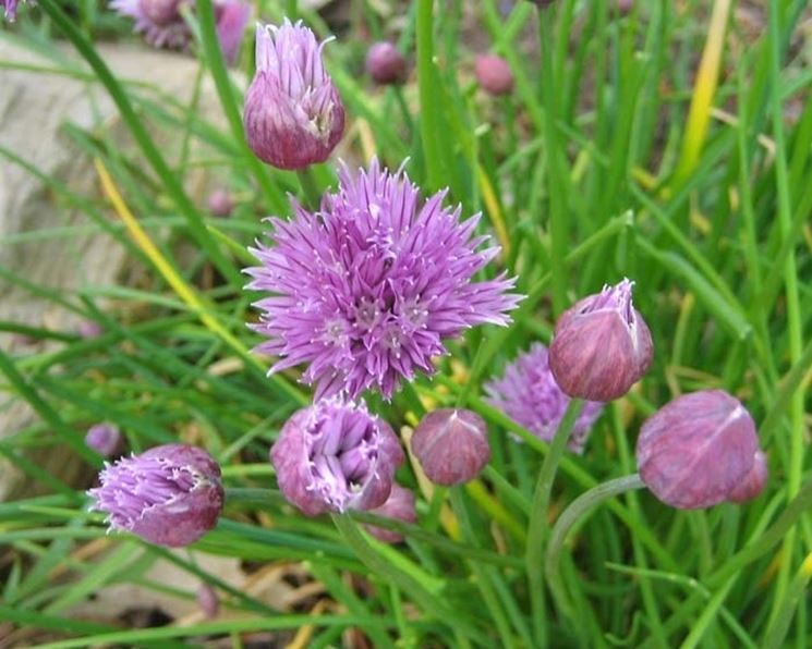 erba cipollina