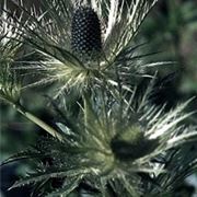 eryngium alpinum