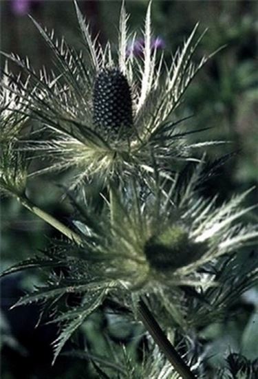 eryngium alpinum