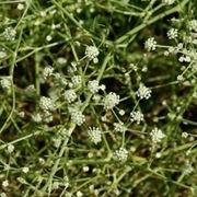 finocchiella mediterranea