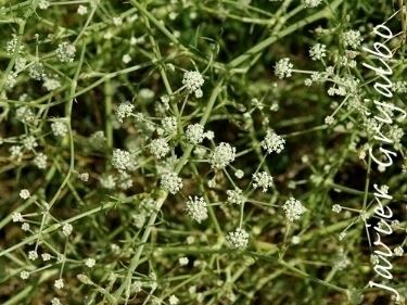 finocchiella mediterranea