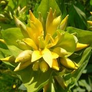 gentiana lutea