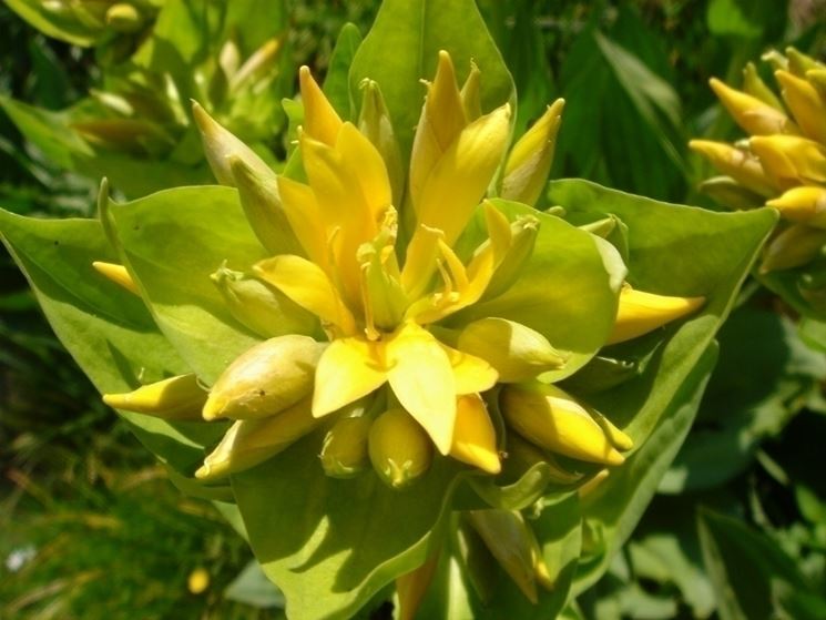 gentiana lutea