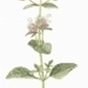 origanum