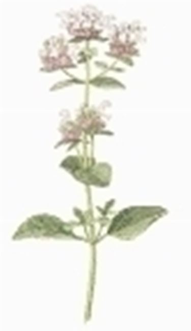 origanum