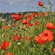 Papaver orientale