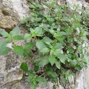 parietaria officinalis