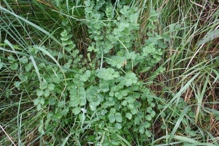 pimpinella