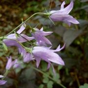 campanula rapunculus