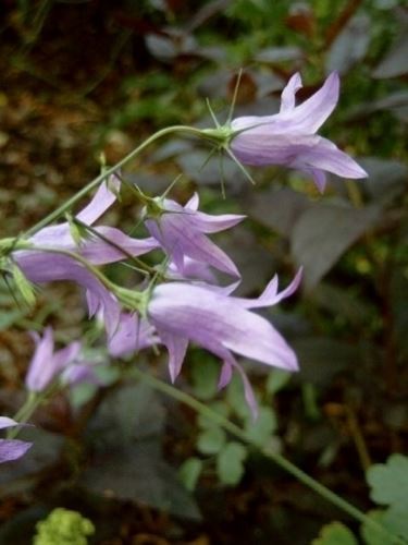 campanula rapunculus