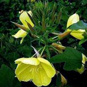 oenothera biennis