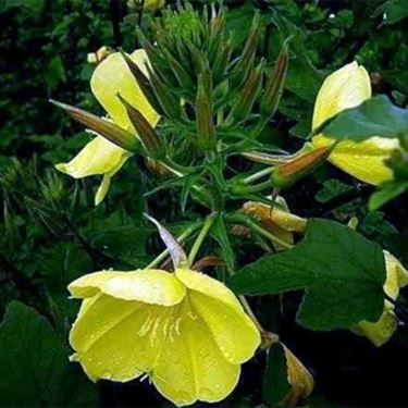 oenothera biennis