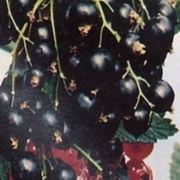 ribes nero