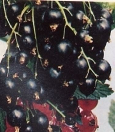 ribes nero