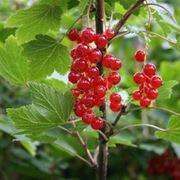 ribes rubrum