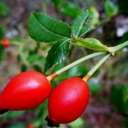 rosa canina