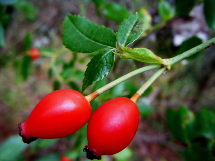 rosa canina