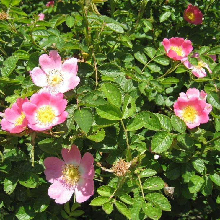 fiore di rosa canina
