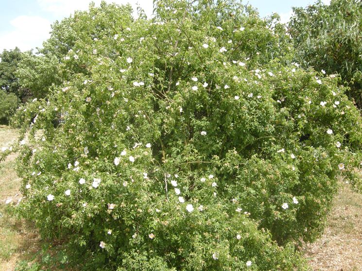 rosa canina cespuglio