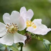 rosa canina coltivazione