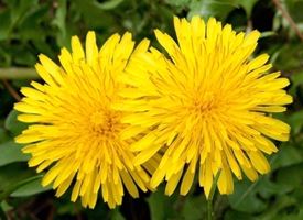 Tarassaco, Dente di cane, Cicoria selvatica  -  Taraxacum officinale 