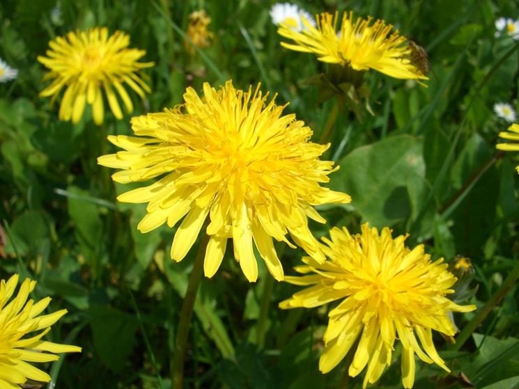 fiore di tarassaco