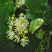 tilia cordata