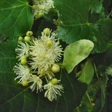 tilia cordata