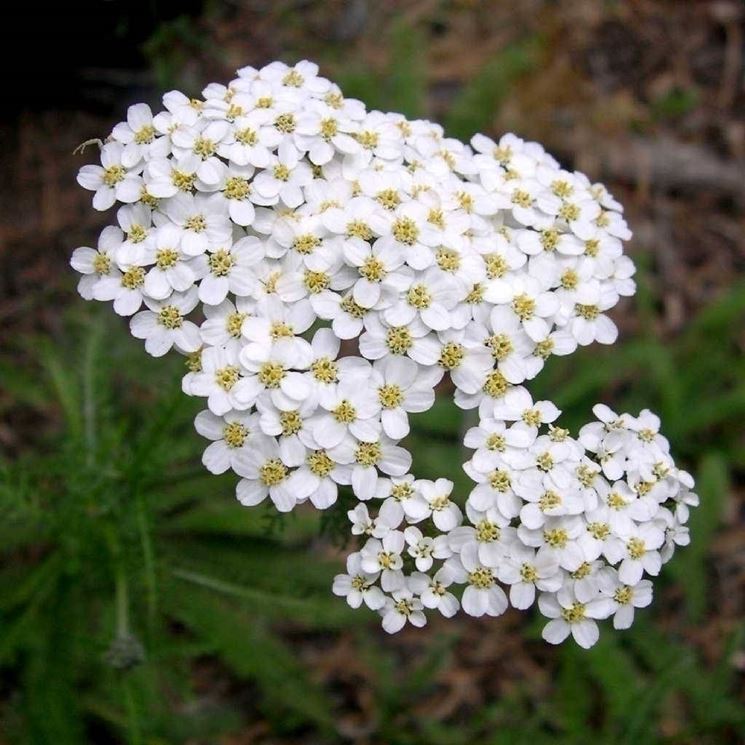 achillea