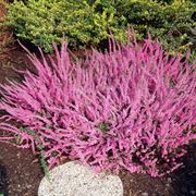 calluna vulgaris