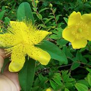 hypericum kalmianum gemo