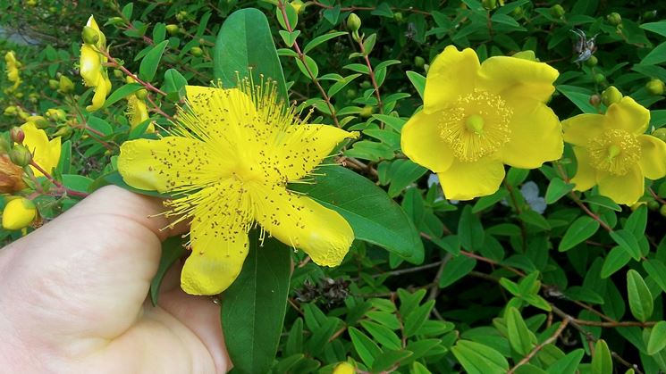 hypericum kalmianum gemo