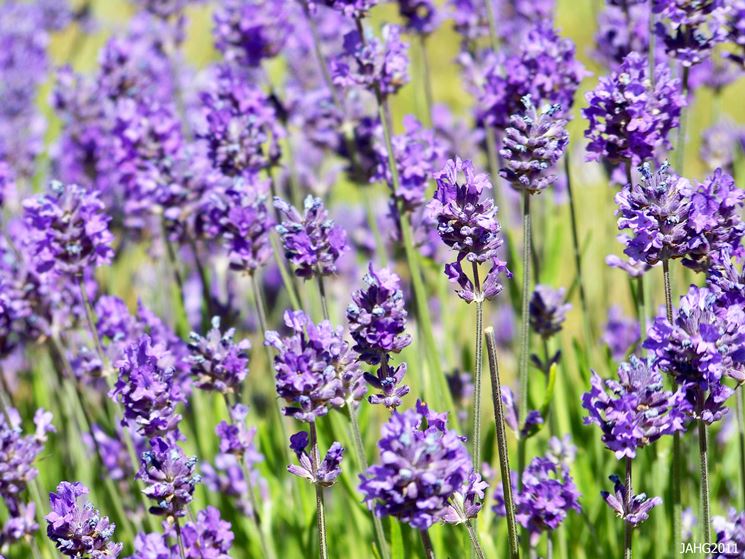 lavanda