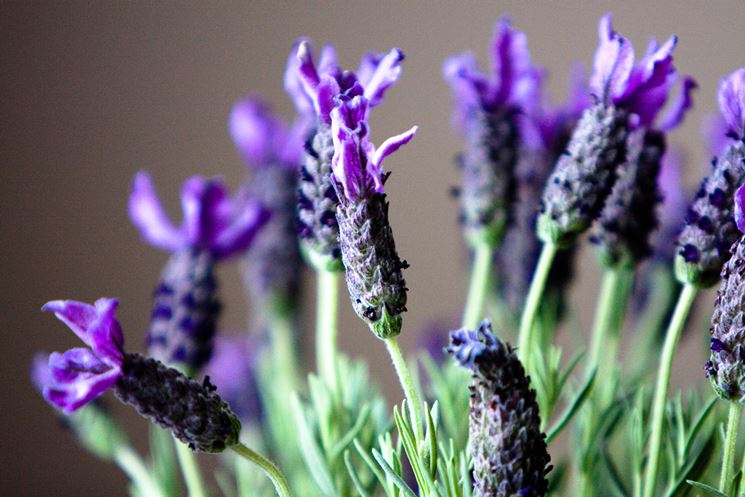 Lavanda