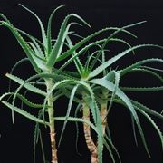 Aloe arborescens